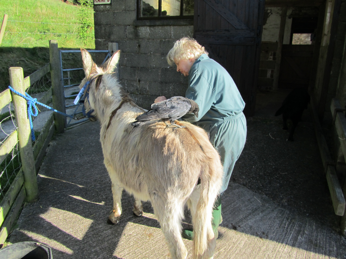 returnimage.cgi/10143/700