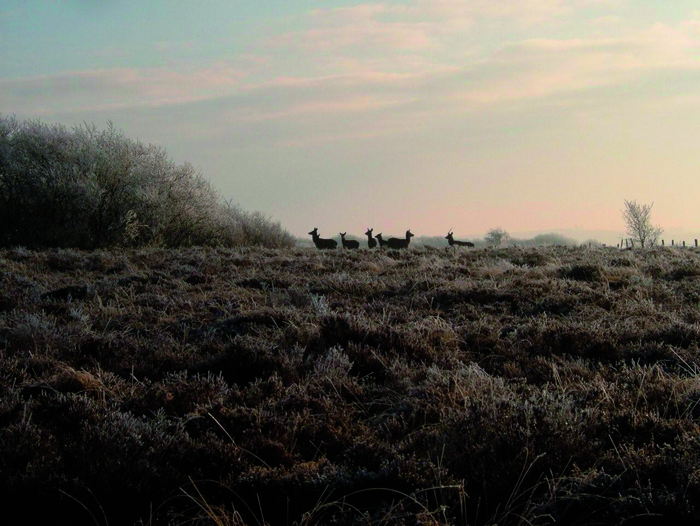 returnimage.cgi/10226/700