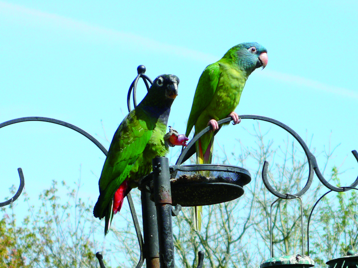 returnimage.cgi/10228/700