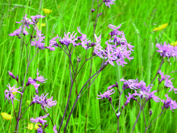 returnimage.cgi/10230/700