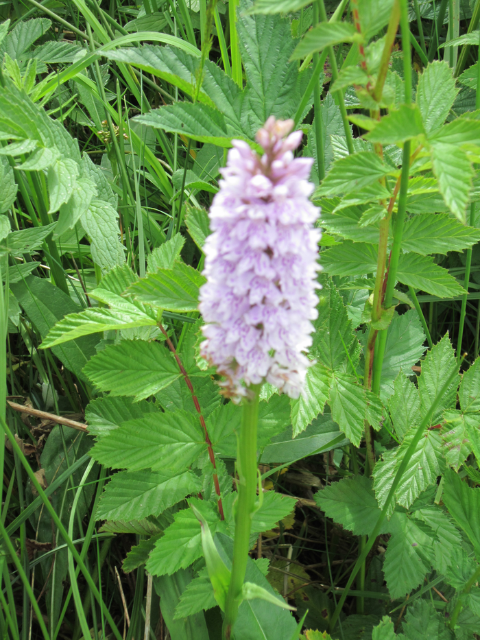 returnimage.cgi/10267/700