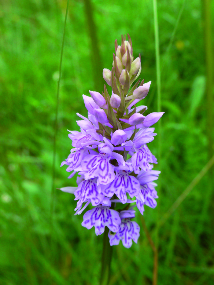 returnimage.cgi/10283/700