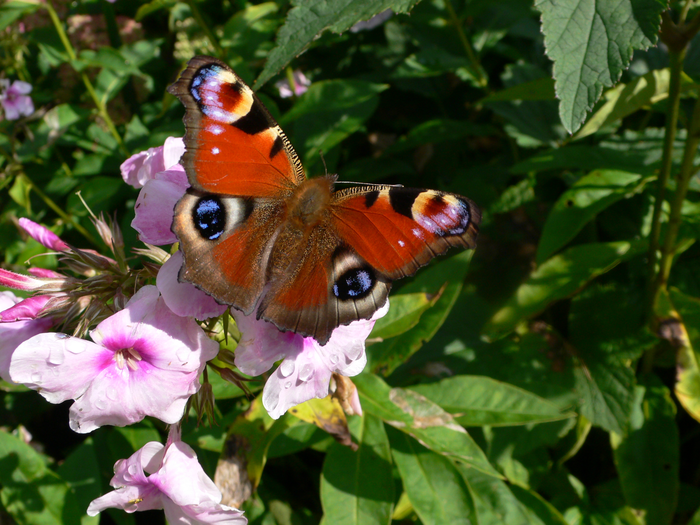 returnimage.cgi/10284/700