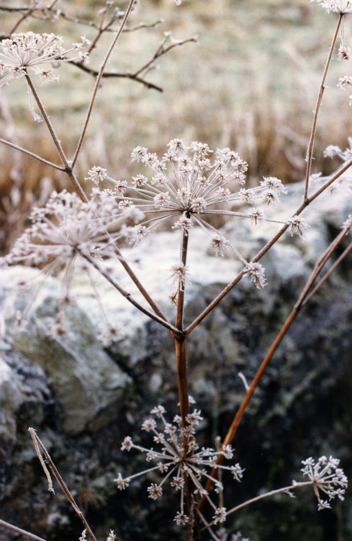 returnimage.cgi/10541/700