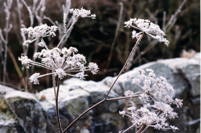 returnimage.cgi/10542/700