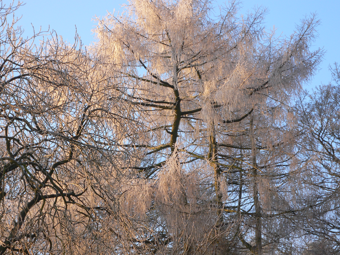 returnimage.cgi/10547/700