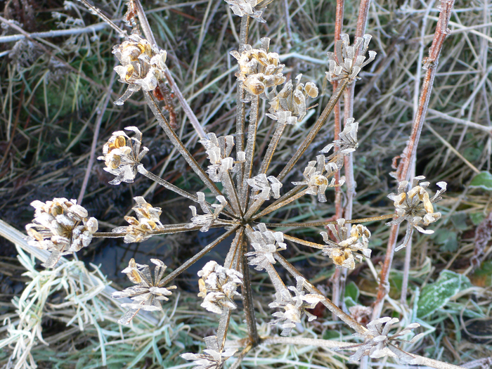 returnimage.cgi/10553/700