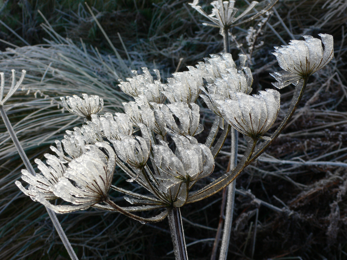 returnimage.cgi/10554/700