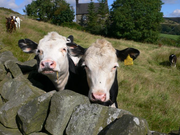 returnimage.cgi/10557/700