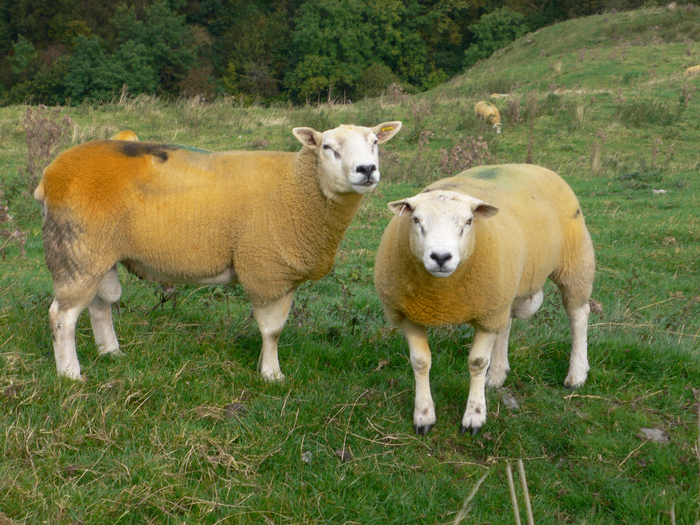 returnimage.cgi/10558/700