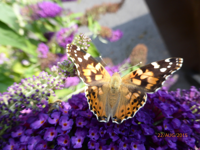 returnimage.cgi/10574/700