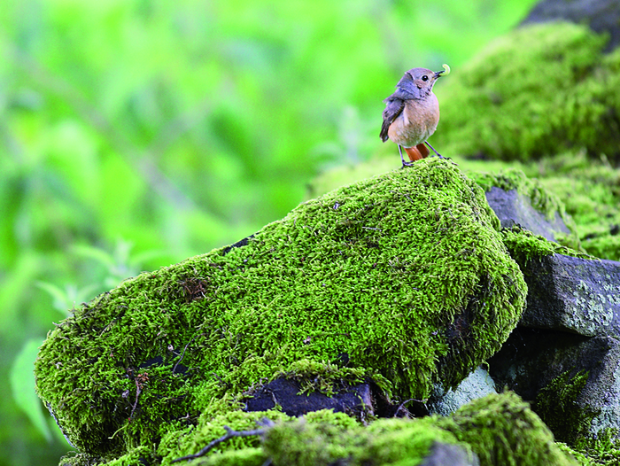 returnimage.cgi/10616/700