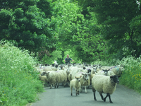 returnimage.cgi/10638/thumbnail