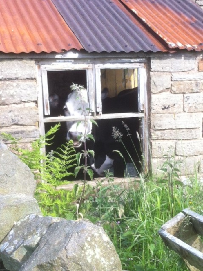 returnimage.cgi/10675/700