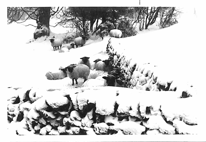 returnimage.cgi/10967/700