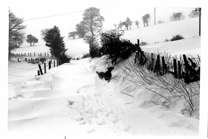 returnimage.cgi/10972/700