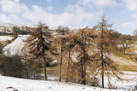 returnimage.cgi/14730/thumbnail