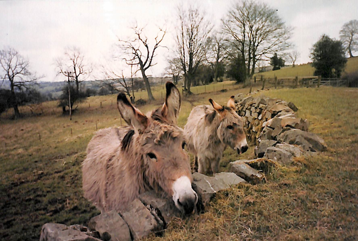 returnimage.cgi/14732/700