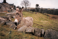 returnimage.cgi/14733/thumbnail